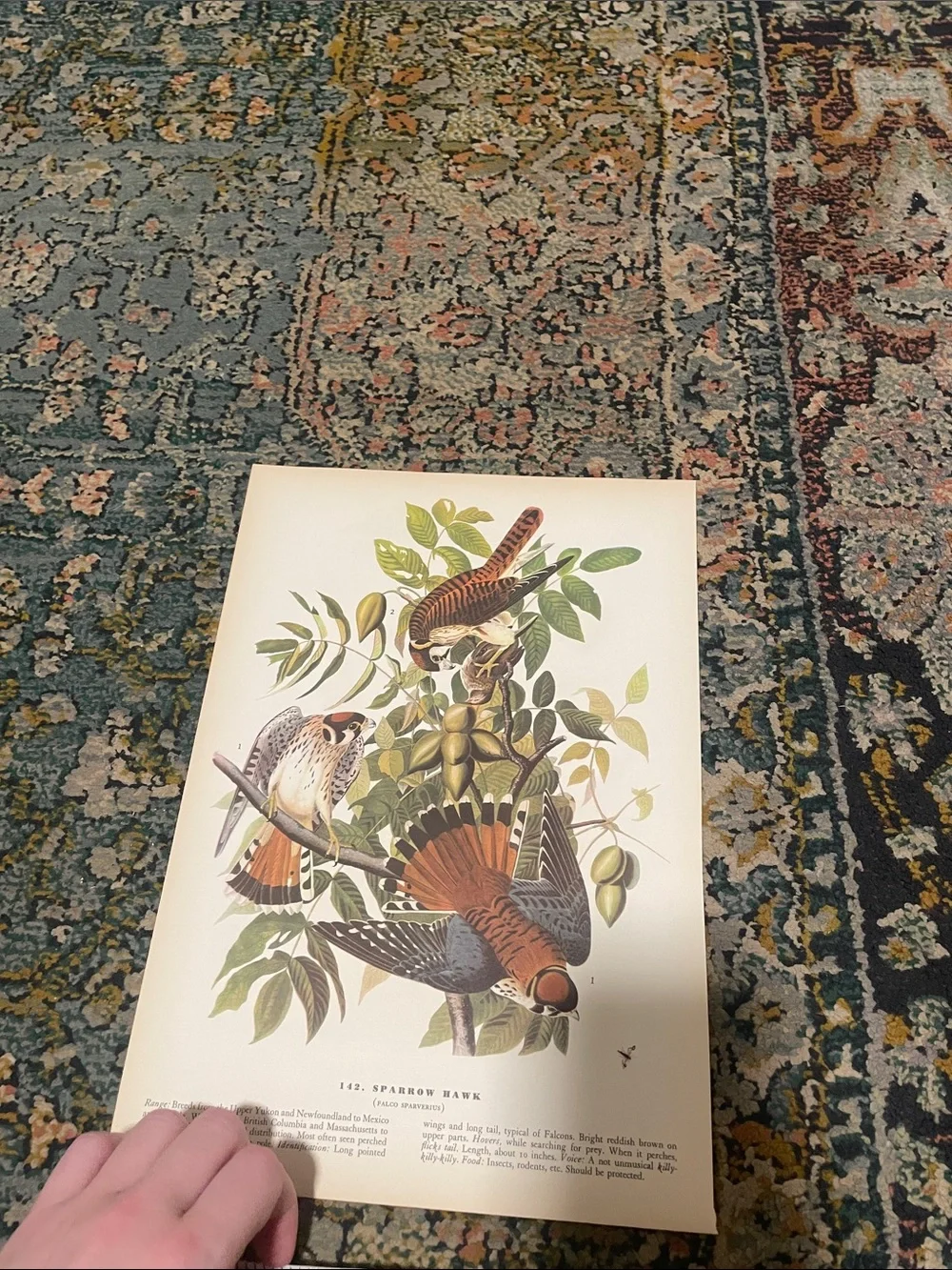 Vintage Bird Print Wall Art - Rust Orange & Green